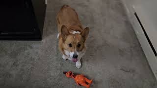 Corgi vs rubber chicken [upl. by Ajed930]