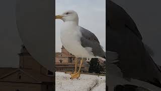 Gaviota Patiamarilla de Rome birdlove birds pajaros lovebirds [upl. by Longtin]