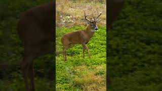 Hunt scrapes during the rut [upl. by Dj427]