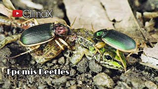 Epomis Beetles Frog Killer  Their Hunting Process  Known Fact  2021 [upl. by Monie901]