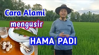 Cara Membuat Pestisida Organik Untuk Mengatasi Hama Padi [upl. by Teri]