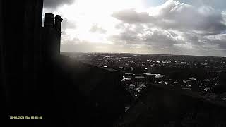 Chichester Cathedral 2 Peregrine Perch🌙270324 [upl. by Yrehc]