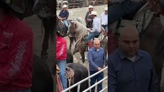 ￼ Bonitos caballos bailadores ranchofiestajaripeorodeovideoviralfyp ￼ [upl. by Giulia]