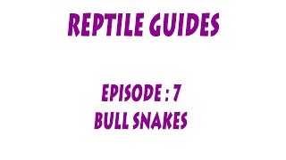 SNA GUIDES Bull Snakes Pituophis catenfier sayi [upl. by Norina]