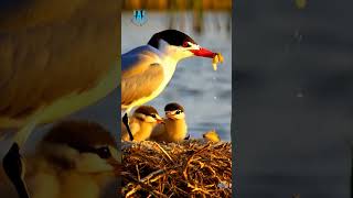 Witness The MOST ADORABLE Bird Families In Their Wild Nests from AI SEP89 [upl. by Laurens]