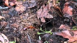 113  Exploring MicroHabitats Life Under Logs Updated see video213 [upl. by Dulcea]