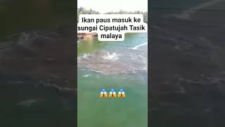 Ikan Paus Nyasar ke Sungai di Cipatujah TasikmalayaKemungkinan Google Maps nya error kali ya [upl. by Alleb]