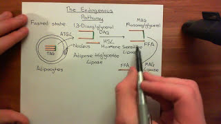 The LDL Receptor Part 3 [upl. by Gallagher]