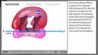 Protein Synthesis Process Animation from Microbiology 2e [upl. by Archle485]