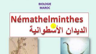 Némathelminthes sv3 شعبة الديدان الأسطوانية [upl. by Hanley142]