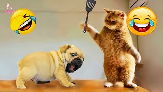 Best Funny Animals 2024 😂 Funniest Dogs and Cats Videos 😻🐶 part 75 [upl. by Patterman]