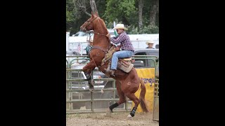 South Douglas County Rodeo Myrtle Creek Oregon June 16 2024 [upl. by Celeski]