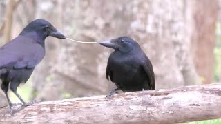 Wild New Caledonian crows using tools to get food adult and juvenile [upl. by Eilrahs]