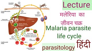 Malaria life cycle  in hindi मलेरिया का जीवन चक्र [upl. by Eula108]