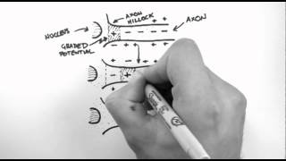 Action Potentials 3  Action Potential Propagation [upl. by Ardni]