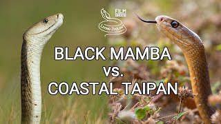 Black mamba vs Coastal taipan  Battle of the deadly snakes [upl. by Esyle]