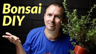 2 Easy Techniques to Create Bonsai for Beginners How to Make Bonsai from Nursery Potentilla [upl. by Roban]