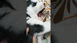 Most Viral Puppy  dog reels pets puppy love new music song bollywood cute newborn yt [upl. by Paza410]