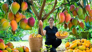 Vietnamese beautiful girl Harvest Mango amp Goes To Market Sell  Harvesting And Cooking [upl. by Hermia]