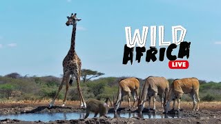 Escape Into The African Wild  Wild Africa LIVE [upl. by Earal]