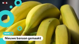 Bananen worden bedreigd door ziekte [upl. by Arnaud]