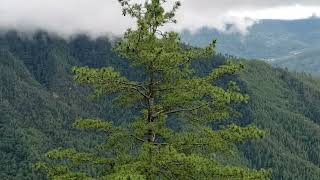 Tigers Nest or Taktsang Monastery Paro Bhutan [upl. by Nlocnil]