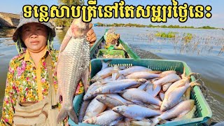 ទន្លេសាប ត្រីនៅតែសម្បូរថ្ងៃនេះ ឆ្កោកនឹងច្រកែង  Freshwater Fish Market KH Ep 539 [upl. by Niko]