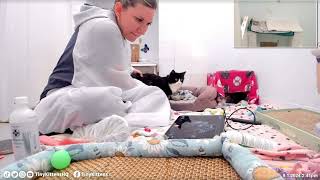 Rescue mama cat Mister gets restraintfree ultrasound to measure biparietal diameter Sept 1 2024 [upl. by Zins]