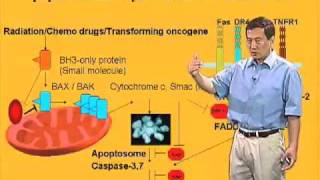 Xiaodong Wang U Texas SouthwesternHHMI Part 3 Extrinsic Pathway of Apoptosis [upl. by Htomit]