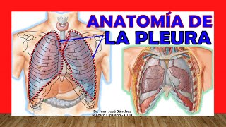 🥇 Anatomía de la PLEURA Fácil Rápida y Sencilla [upl. by Allez]