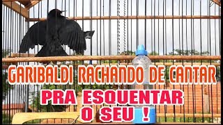 Garibaldi rachando de cantar e chamando muito pra esquentar e ensinar o seu [upl. by Calbert557]