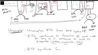 Uncouplers ETC Inhibitors and ATP Synthase Inhibitors [upl. by Ylrebmik953]