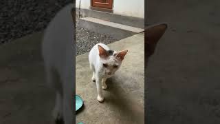 Kilipenne…shortsvideo cat [upl. by Myna]