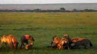 Hyenas eat wildebeest alive PART 2 [upl. by Waylin]