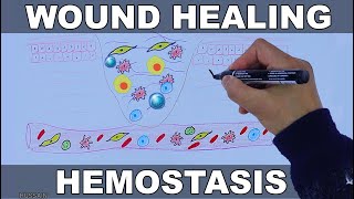 Wound Healing Mechanism [upl. by Anahtor]