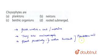 Chrysophytes are  11  BIOLOGICAL CLASSIFICATION  BIOLOGY  NCERT FINGERTIPS  Doubtnut [upl. by Eihtur]