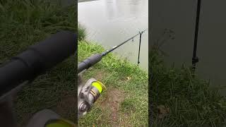 carprun carp carping fishing carps fish angler carpy [upl. by Dilahk24]