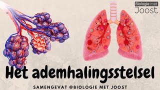 Het ademhalingsstelsel  Samenvatting [upl. by Arbma]