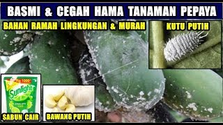 Tips Sabun Cair dan Bawang Putih Basmi Hama Tanaman Pepaya [upl. by Teriann]