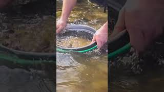 Echidna Creek Gold Prospecting  ASMR [upl. by Sjoberg28]