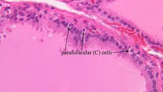 Histofisiologia de las Glandulas Endocrinas  Histologia UCA Parte 2 [upl. by Eberly]