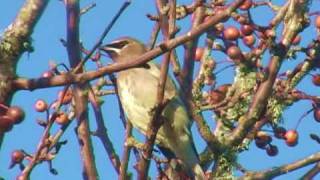 Cedar Waxwings [upl. by Cassandre]