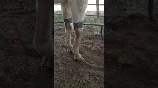 Horses with arthritic knees [upl. by Lenhard]