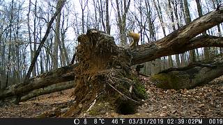 Red Fox on fallen tree New City NY [upl. by Hcib919]