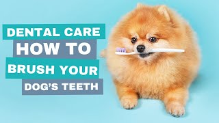 Dental Care How To Brush Your Dogs Teeth [upl. by Oiligriv]