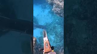 SPEARFISHING GIANT TREVALLY fishing speargun spearfishing fish mancing [upl. by Solracesoj]