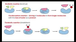 Enzyme action OCR A ALevel Biology Revision [upl. by Hinman]