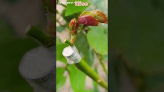 Grow rose plants cutting at home using powder rose cutting plants 🌹🌹 [upl. by Siocnarf]