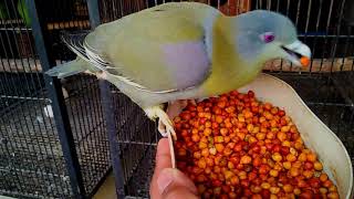 YELLOW FOOTED GREEN PIGEONS DETAILED VIDEO HERYAL [upl. by Ulland]