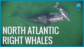 North Atlantic Right Whales [upl. by Jarred]